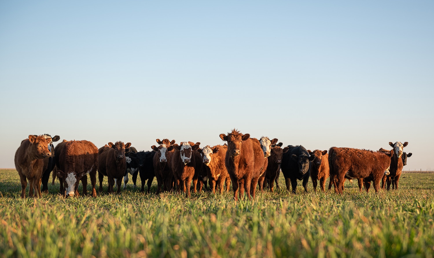 Alfa Insurance - The Williams-Sims Agency Farm Insurance